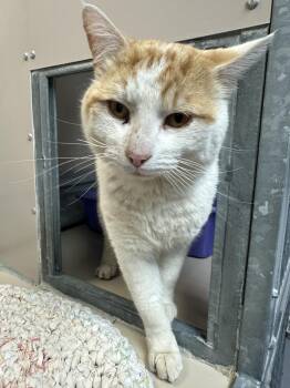 Domestic Short Hair Cats Available for Adoption - 60575467 | PetCurious