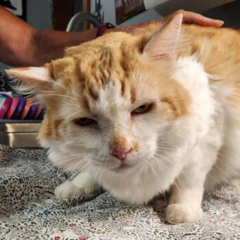 Garby (Garbage Can) -  Domestic Long Hair and Norwegian Forest Cat Cat for Adoption in Brighton, Missouri - Garby (Garbage Can) | PetCurious