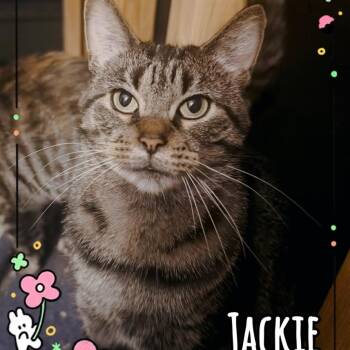 Jackie -  Tabby Cat for Adoption in Wyandotte, Michigan - Jackie | PetCurious