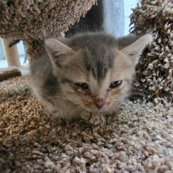 Irwin -  Domestic Short Hair Cat for Adoption in Melrose, Florida - Irwin | PetCurious