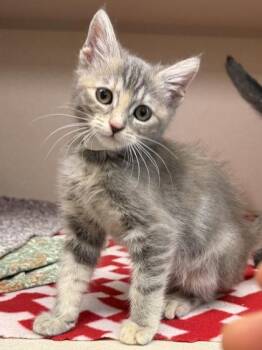 Ms Fluffy -  Domestic Short Hair Cat for Adoption in Bellevue, Washington - Ms Fluffy | PetCurious