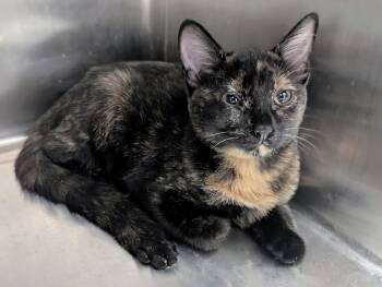 Narita -  Domestic Short Hair Cat for Adoption in Springfield, Illinois - Narita | PetCurious