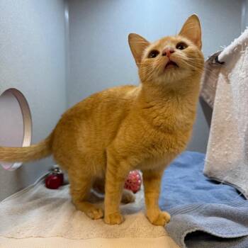 Papaya Maya -  Domestic Short Hair Cat for Adoption in Pittsburgh, Pennsylvania - Papaya Maya | PetCurious