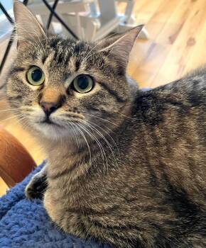 Tabby Cats Available for Adoption in Woodinville, Washington - Prince | PetCurious