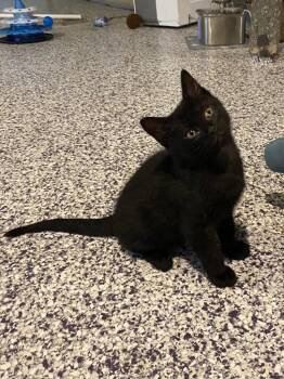 Pepper -  Domestic Short Hair Cat for Adoption in Shawnee, Kansas - Pepper | PetCurious
