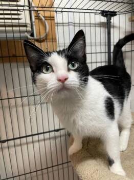Rescue Domestic Short Hair Cats for Adoption in Hayward, Wisconsin - Maverick | PetCurious