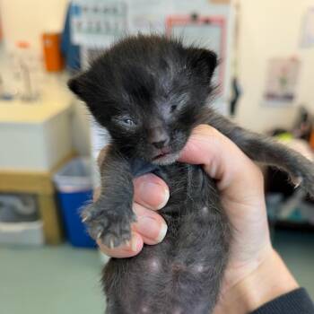 Louder Than Life 23 -  Domestic Short Hair Cat for Adoption in Austin, Texas - Louder Than Life 23 | PetCurious