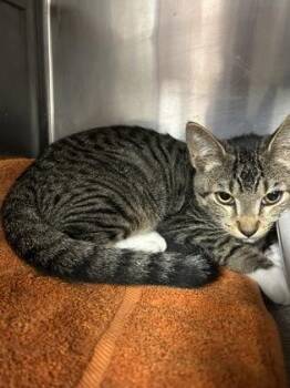 Matcha -  Domestic Short Hair Cat for Adoption in Houston, Texas - Matcha | PetCurious