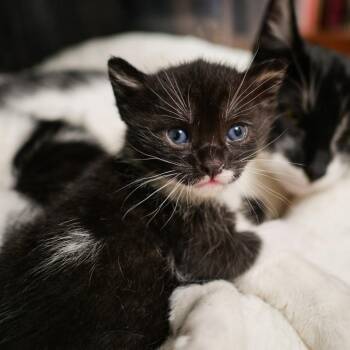 Domestic Short Hair Cats Available for Adoption in Los Angeles, California - Pollux | PetCurious