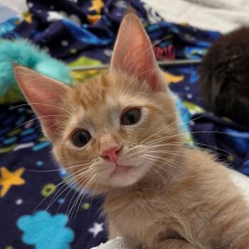 Domestic Short Hair Cats Available for Adoption in South Elgin, Illinois - Bigweld | PetCurious