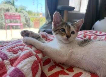 Towhee -  Domestic Short Hair Cat for Adoption in Oceanside, California - Towhee | PetCurious