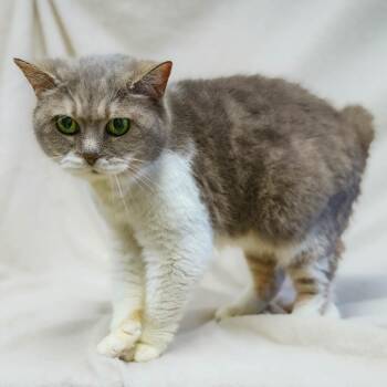 Manx Cats Available for Adoption in Versailles, Kentucky - Clover | PetCurious