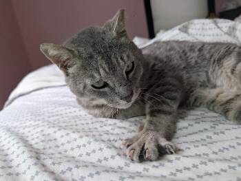Anakit -  Domestic Short Hair Cat Available for Adoption in Pawtucket, Rhode Island - Anakit | PetCurious
