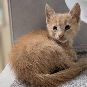 Mitzy -  Domestic Short Hair Cat for Adoption in Buchanan Dam, Texas - Mitzy | PetCurious