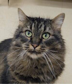 Mischief -  Domestic Long Hair Cat for Adoption in Red Wing, Minnesota - Mischief | PetCurious