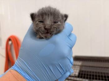 MARY -  Domestic Long Hair Cat for Adoption in San Bernardino, California - MARY | PetCurious