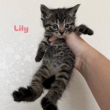 Domestic Short Hair Cats Available for Adoption in Jacksonville, Florida - Lily | PetCurious