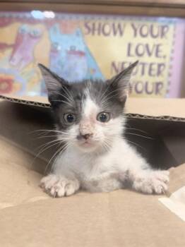 Miss Martian -  Domestic Short Hair Cat for Adoption in Mobile, Alabama - Miss Martian | PetCurious