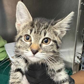 Trinity -  Domestic Short Hair Cat for Adoption in Lakeland, Florida - Trinity | PetCurious