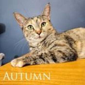 Autumn -  Domestic Short Hair Cat for Adoption in Mineral Point, Wisconsin - Autumn | PetCurious