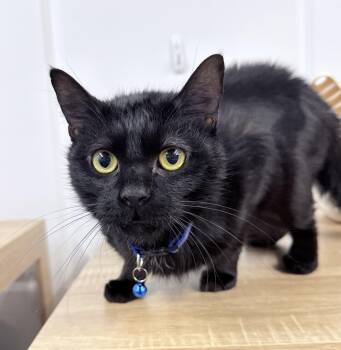 American Shorthair Cats Available for Adoption in Philadelphia, Pennsylvania - Sunday  | PetCurious