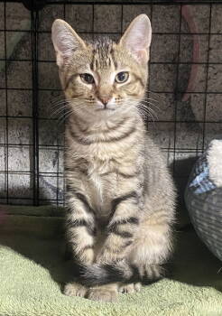 Rescue Domestic Short Hair and Tabby Cats for Adoption in Walled Lake, Michigan - Memphis | PetCurious