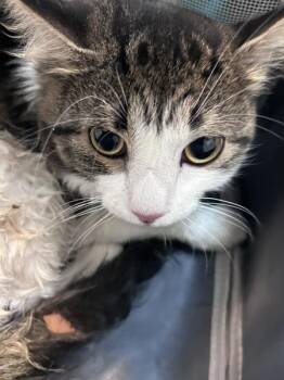 Mojito -  Domestic Medium Hair Cat for Adoption in New York, New York - Mojito | PetCurious