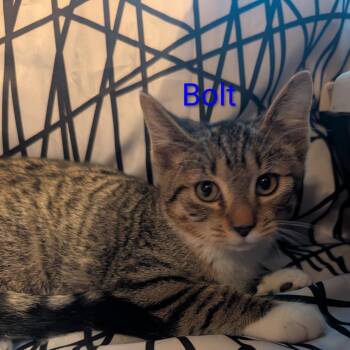 Bolt -  Domestic Short Hair Cat for Adoption in Carmel, Indiana - Bolt | PetCurious