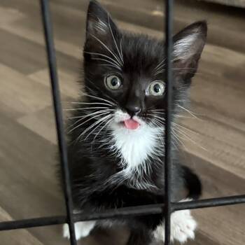 Sparky -  Domestic Short Hair Cat for Adoption in Midland, Texas - Sparky | PetCurious