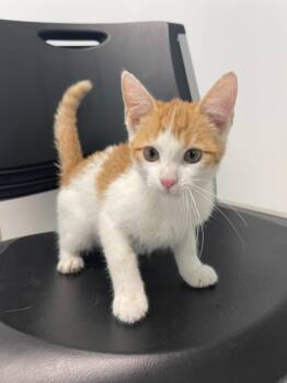 Koda -  Domestic Short Hair Cat for Adoption in Marion, Ohio - Koda | PetCurious