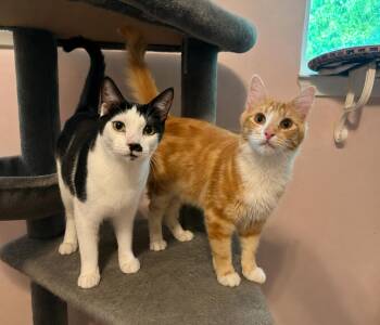 Mr mustachio & Max -  Domestic Short Hair Cat for Adoption in Jacksonville, Florida - Mr Mustachio & Max | PetCurious