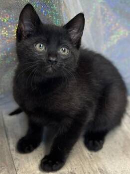 Domestic Short Hair Cats Available for Adoption in Shreveport, Louisiana - Raven | PetCurious