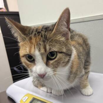 Twila -  Domestic Short Hair Cat for Adoption in Tampa, Florida - Twila | PetCurious