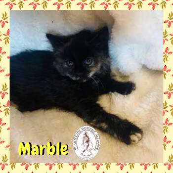 Rescue Domestic Long Hair Cats for Adoption in Red Lodge, Montana - Marble | PetCurious