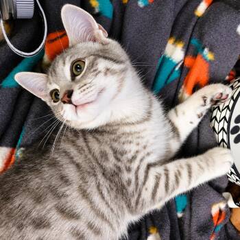 Wendy -  Domestic Short Hair Cat for Adoption in Hopkinton, Massachusetts - Wendy | PetCurious