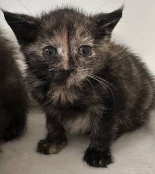 Cher -  Domestic Short Hair Cat for Adoption in Lawrenceville, Georgia - Cher | PetCurious