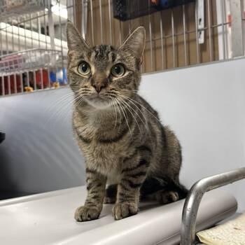Rescue Domestic Short Hair Cats for Adoption in New York, New York - Hazel | PetCurious