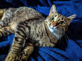 Rescue Domestic Short Hair Cats for Adoption in Niles, Michigan - Rosie | PetCurious
