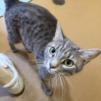 Almond -  Domestic Short Hair Cat for Adoption in Agoura Hills, California - Almond | PetCurious