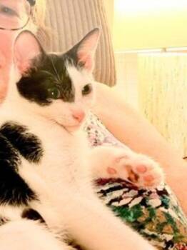 Kitcat -  Domestic Short Hair Cat for Adoption in Ocala, Florida - Kitcat | PetCurious