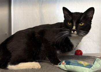Domestic Short Hair Cats Available for Adoption in Aurora, Illinois - ASCAHIRE | PetCurious