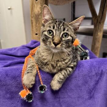 Bob -  Domestic Short Hair Cat for Adoption in Hanover Park, Illinois - Bob | PetCurious