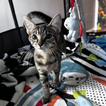 Oakley -  Domestic Short Hair Cat for Adoption in Canal Winchester, Ohio - Oakley | PetCurious