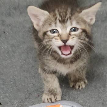 Domestic Short Hair Cats Available for Adoption in Allen, Texas - Semita | PetCurious