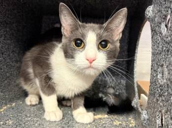 Star -  Domestic Short Hair Cat for Adoption in New York, New York - Star | PetCurious