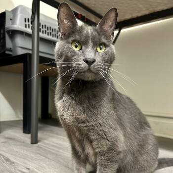 Jack -  Domestic Short Hair Cat Available for Adoption in Mount Rainier, Maryland - Jack | PetCurious