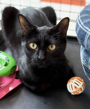 Rescue Domestic Short Hair Cats for Adoption in Evans City, Pennsylvania - Tiny & Taylor | PetCurious