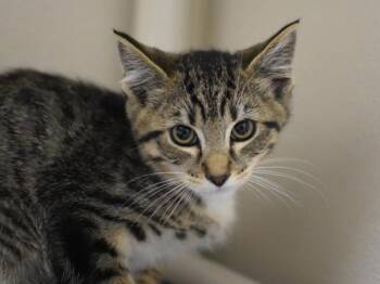 Calamondin -  Domestic Short Hair Cat for Adoption in Portland, Oregon - Calamondin | PetCurious