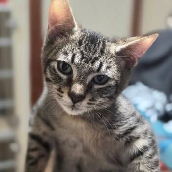 LITTLE BEE -  Domestic Short Hair Cat for Adoption in Graham, Washington - LITTLE BEE | PetCurious