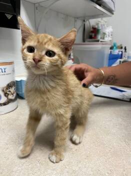 Zenen -  Domestic Short Hair Cat for Adoption in Ontario, California - Zenen | PetCurious